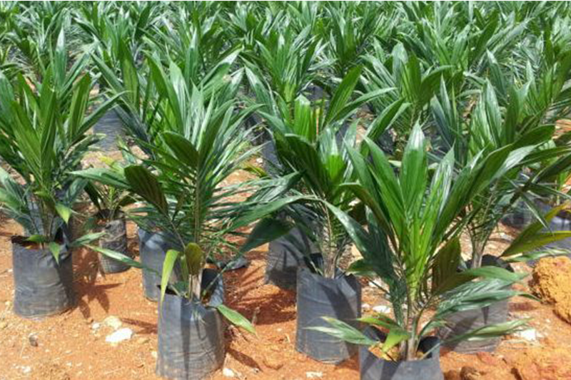 Palm oil seedlings ready for planting